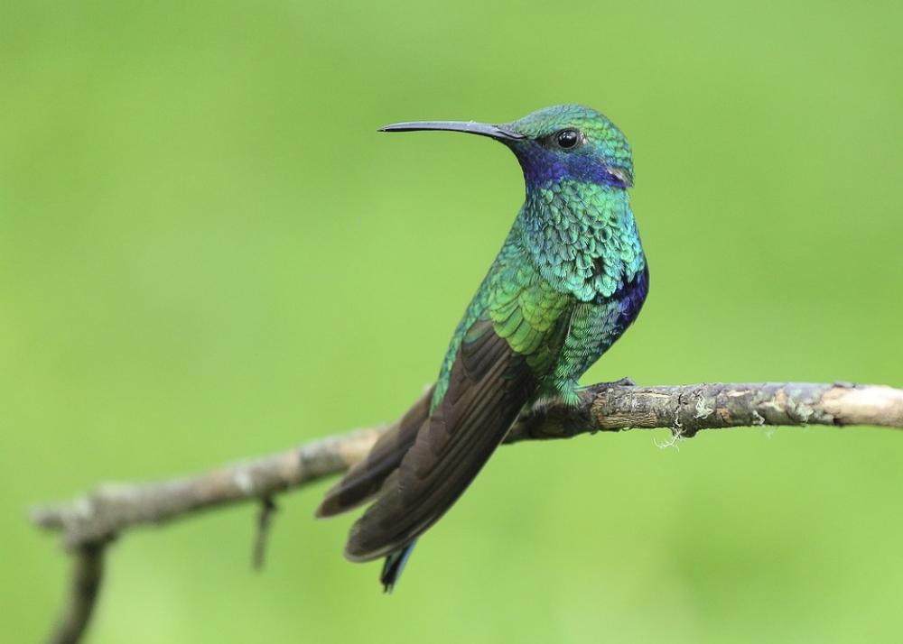 Hummingbird Bird Perched Tropical Small Branch Hummingbird Bird Perched Tropical Small Branch