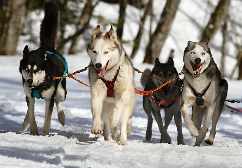 Huskies Husky Dogs Race Sled Dog Racing Huskies Husky Dogs Race Sled Dog Racing