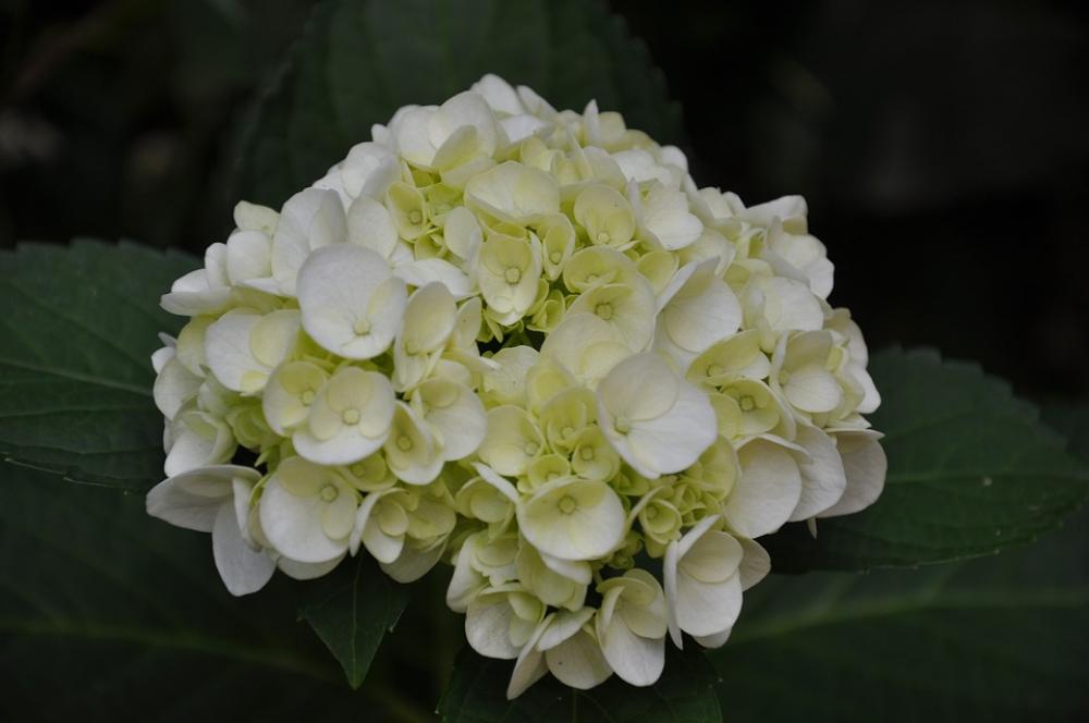 Hydrangea Flower Nature Garden Spring Botany Hydrangea Flower Nature Garden Spring Botany
