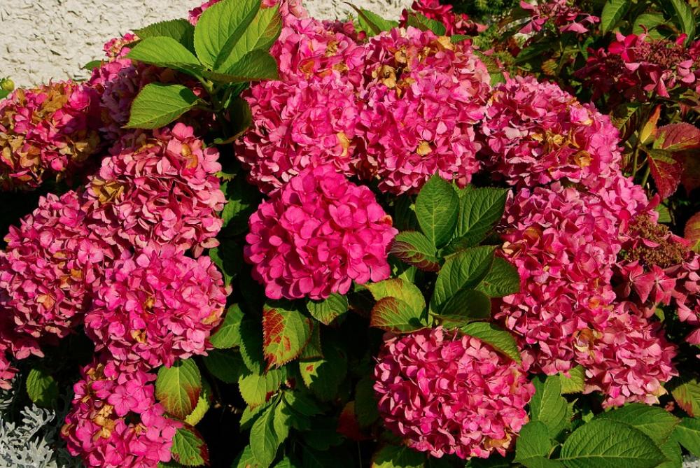 Hydrangea Flowers Pink Plant Flora Hydrangea Flowers Pink Plant Flora