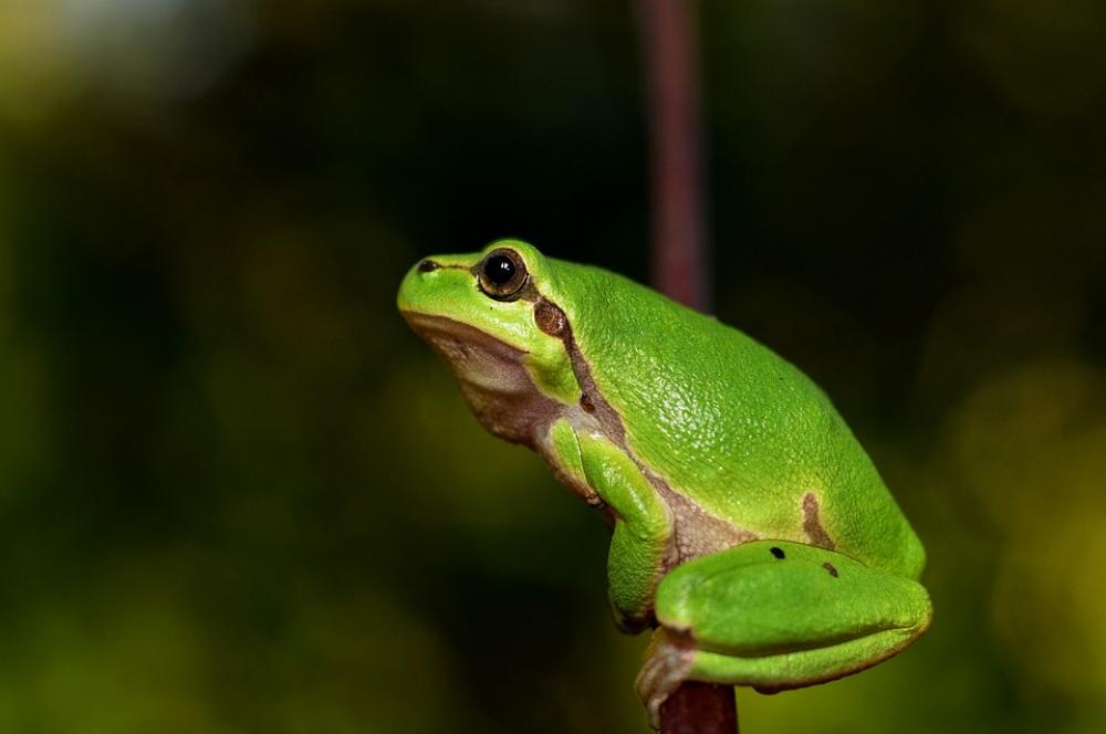 Hyla Meridionalis The Frog Amphibians Hyla Meridionalis The Frog Amphibians
