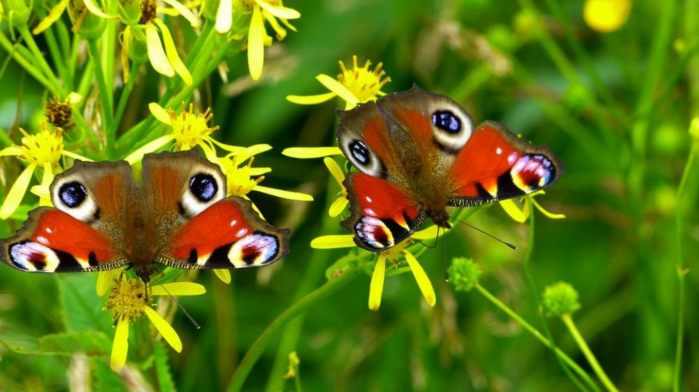 Inachis Io Butterfly Butterfly Peacock Nature Inachis Io Butterfly Butterfly Peacock Nature
