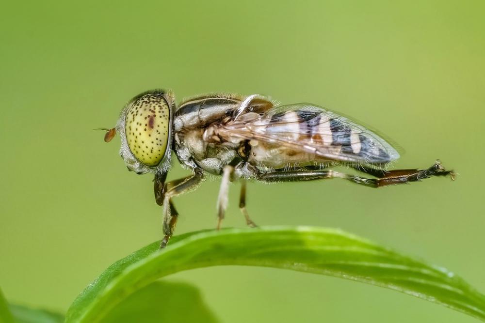 Insect Macro Fly Animal Nature Magnification Insect Macro Fly Animal Nature Magnification
