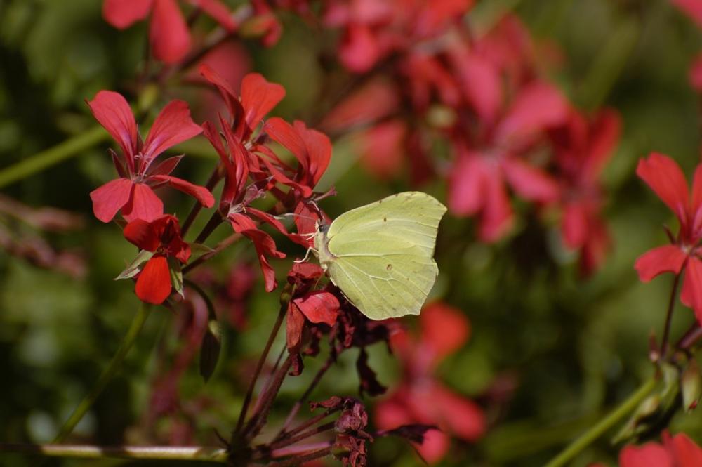 Insect Butterfly Macro Flower Leaf Summer Nature Insect Butterfly Macro Flower Leaf Summer Nature