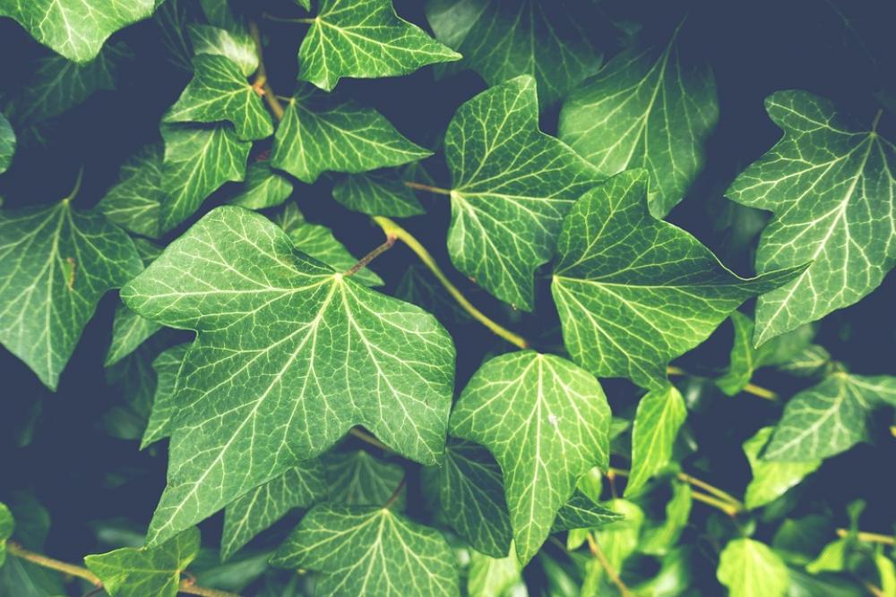 Ivy Plant Garden Nature Green Climber Plant Ivy Plant Garden Nature Green Climber Plant