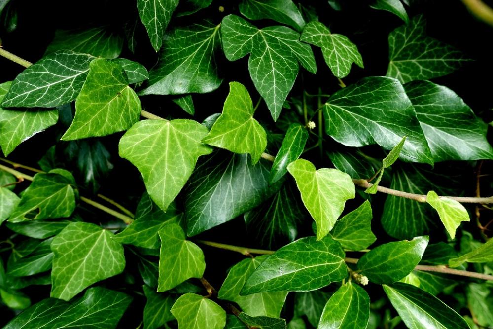 Ivy Plant Garden Nature Green Climber Plant Ivy Plant Garden Nature Green Climber Plant