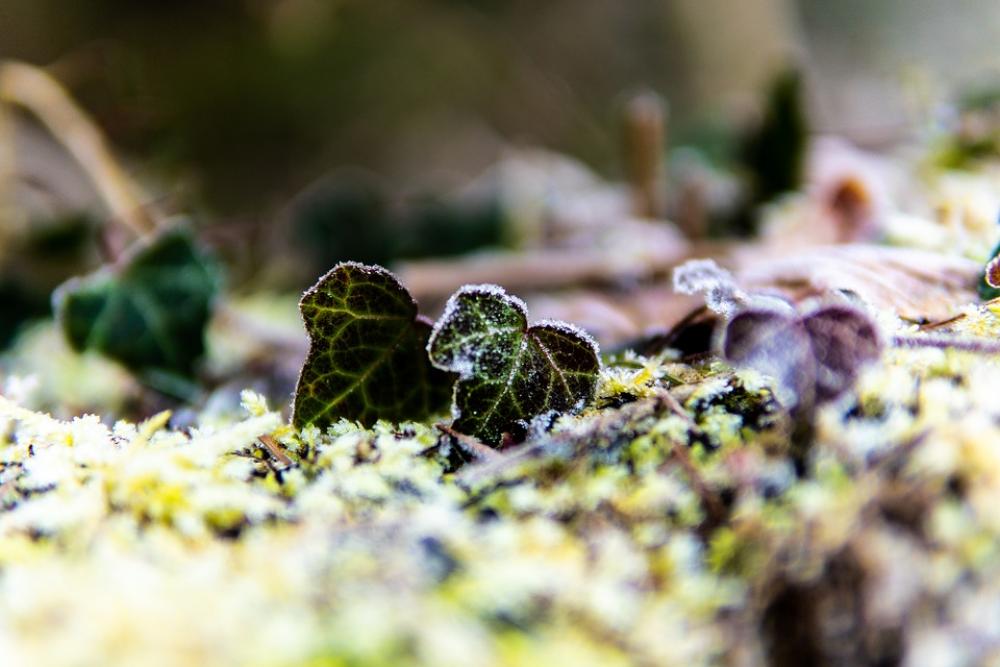 Ivy Frost Forest Nature Winter Frozen Cold Ivy Frost Forest Nature Winter Frozen Cold