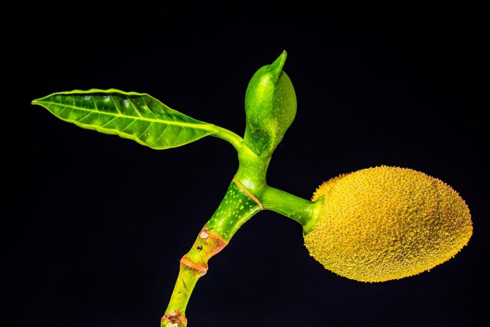 Jack Jack Fruit Fruit Exotic Tropical Green Jack Jack Fruit Fruit Exotic Tropical Green