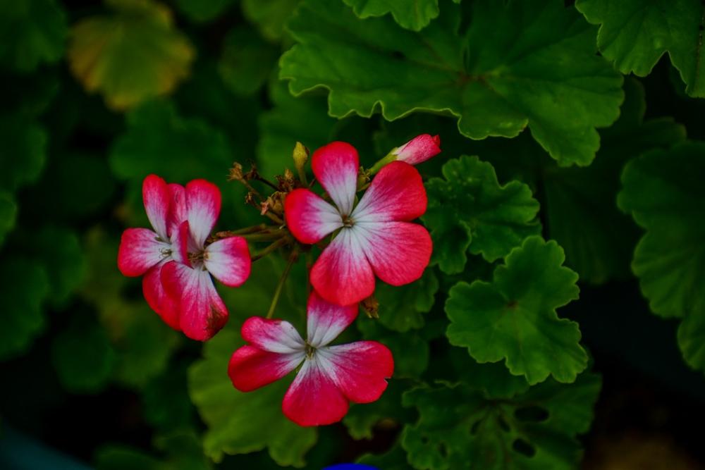 Jeranio Red Flower Beautiful Nature Jeranio Red Flower Beautiful Nature