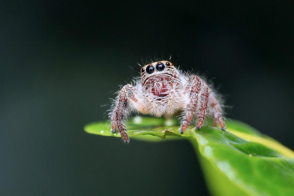Jumping Spider Spider Insect Macro Animal Outdoor Jumping Spider Spider Insect Macro Animal Outdoor