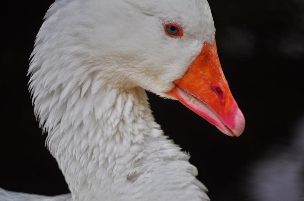 Kaczor White Bird Kaczor White Bird