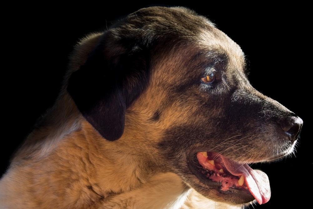 Kangal Dog Herd Protection Dog Guard Dog Animal Kangal Dog Herd Protection Dog Guard Dog Animal