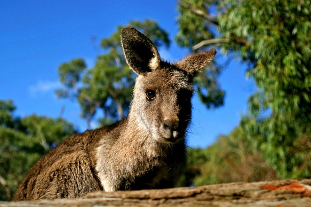 Kangaroo Australia Nature Marsupial Wildlife Kangaroo Australia Nature Marsupial Wildlife
