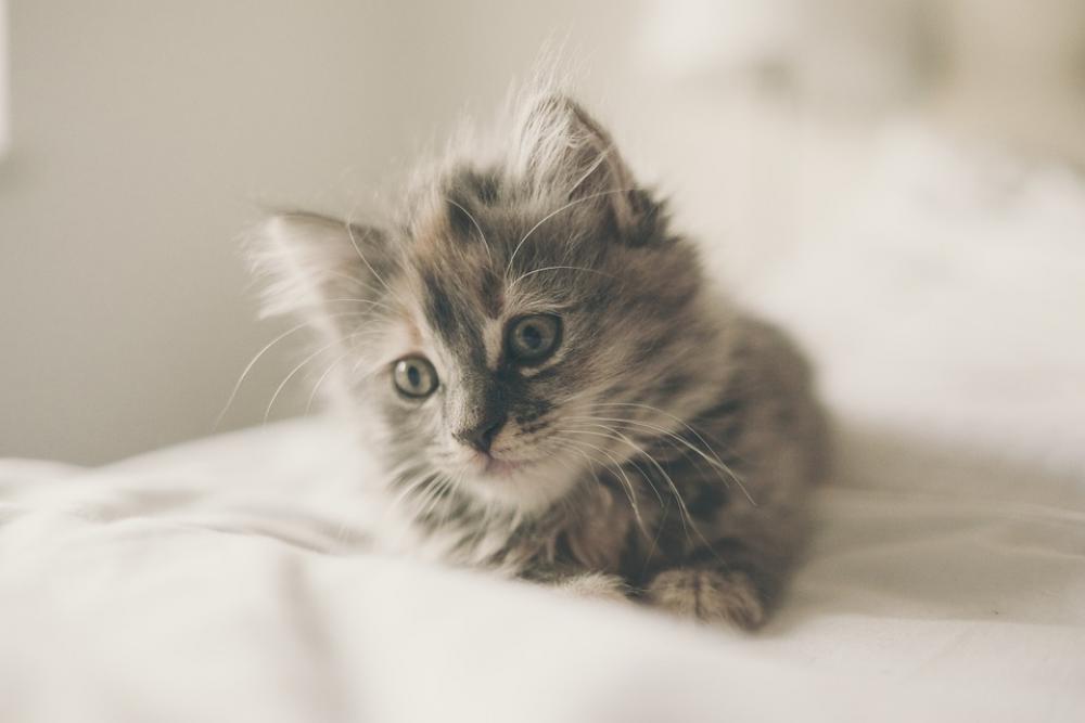 Kitten Cute Cat Animal Pet Domestic Young Fur Kitten Cute Cat Animal Pet Domestic Young Fur