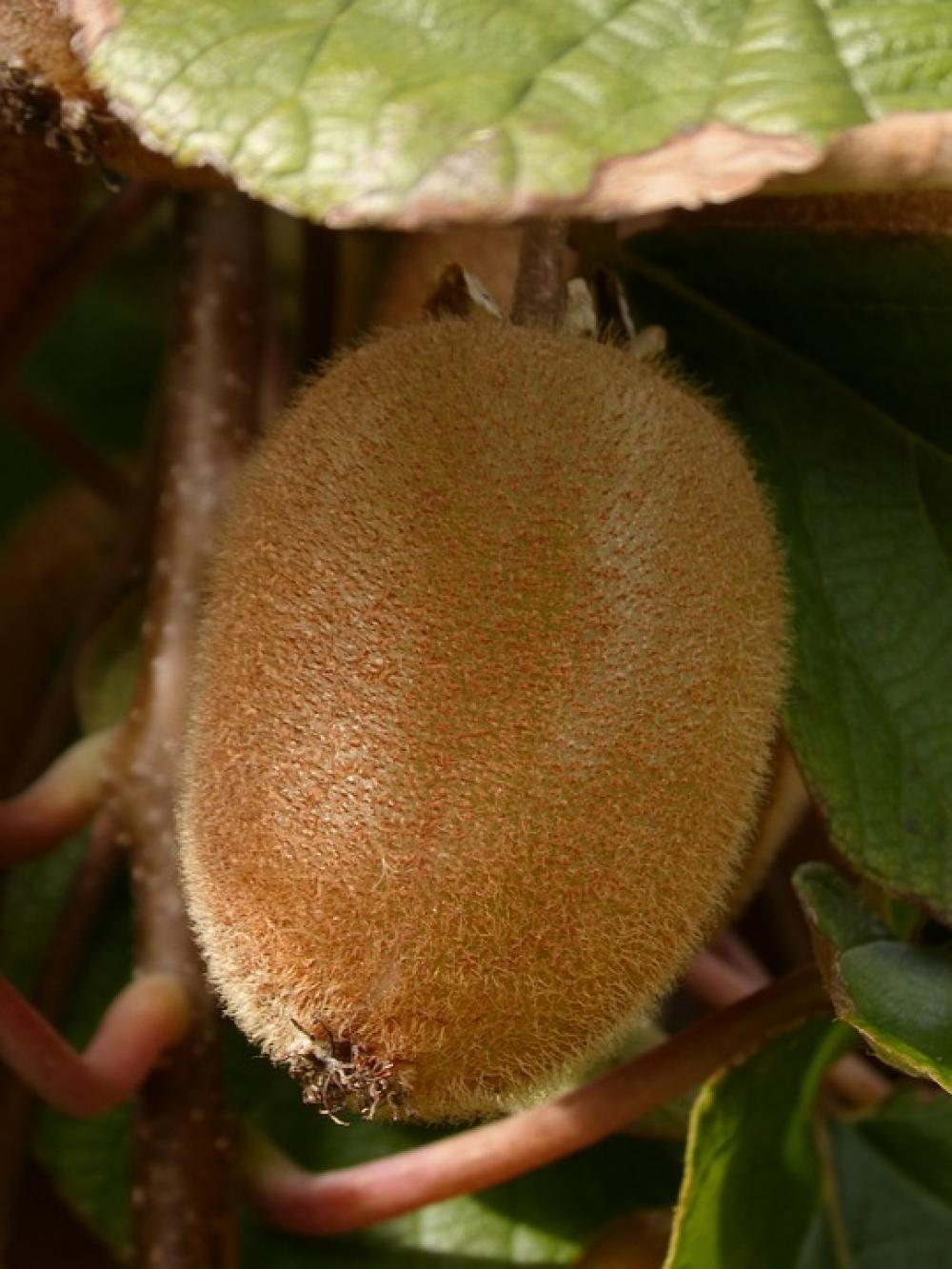 Kiwi Fruit Tree Kiwi Healthy Vitamins Vitamin C Kiwi Fruit Tree Kiwi Healthy Vitamins Vitamin C