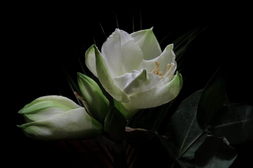 Knights Star Intokasie Blossom Bloom White Knights Star Intokasie Blossom Bloom White