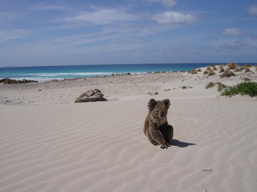 Koala Beach Alone Animal Bear Sleaford Sandhill Koala Beach Alone Animal Bear Sleaford Sandhill