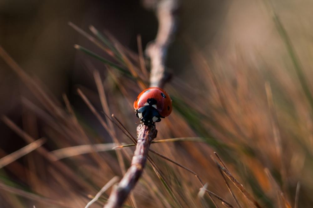 Ladybug Ladybird Beetle Red Black White Insect Ladybug Ladybird Beetle Red Black White Insect