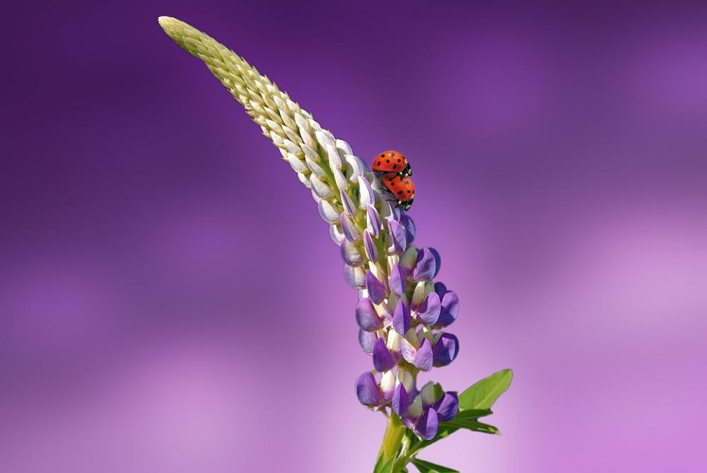 Ladybug Flower Blossom Bloom Spring Nature Plant Ladybug Flower Blossom Bloom Spring Nature Plant