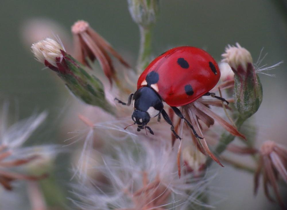 Ladybug Nature Plant Insect Ladybird Fauna Ladybug Nature Plant Insect Ladybird Fauna