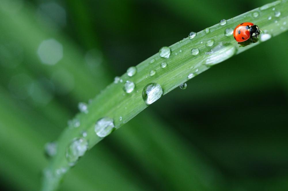 Ladybug Drop Of Water Rain Leaf Spring Dew Drop Ladybug Drop Of Water Rain Leaf Spring Dew Drop