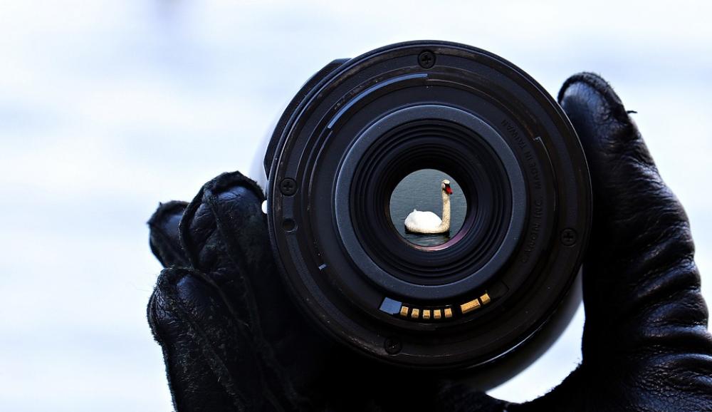 Lake Water Focus Lens Swan Nature Waters Hand Lake Water Focus Lens Swan Nature Waters Hand