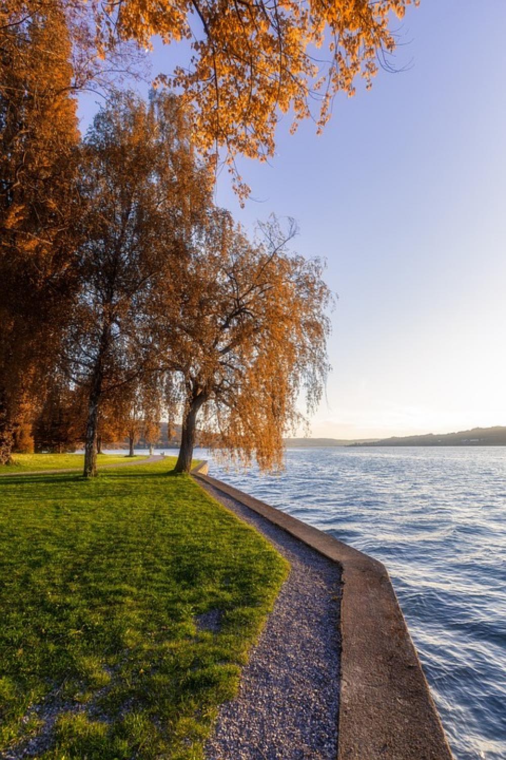 Lake Bank Tree Autumn Meadow Water Nature Rest Lake Bank Tree Autumn Meadow Water Nature Rest