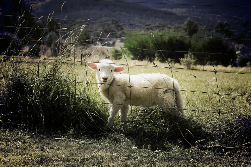 Lamb Sheep Farm Animal Countryside Grass Field Lamb Sheep Farm Animal Countryside Grass Field