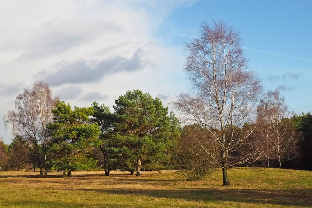 Landscape Trees Nature Clouds Scenic Sky Green Landscape Trees Nature Clouds Scenic Sky Green