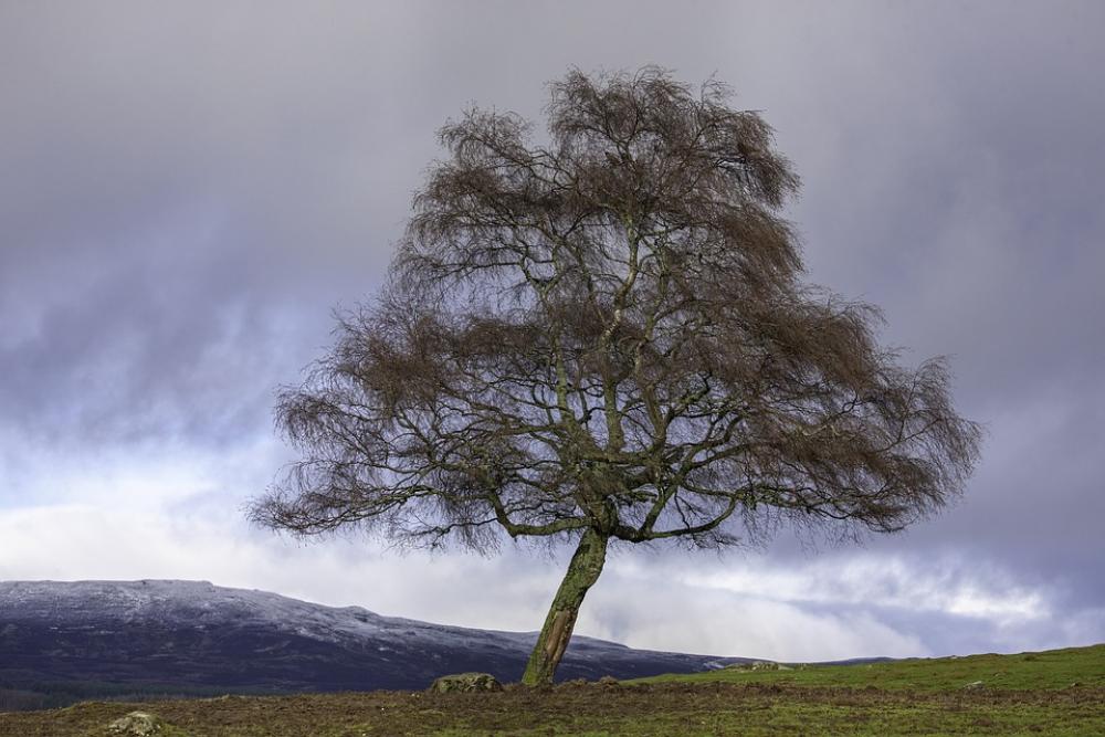 Landscape Tree Nature Clouds Sky Scenic Outdoors Landscape Tree Nature Clouds Sky Scenic Outdoors