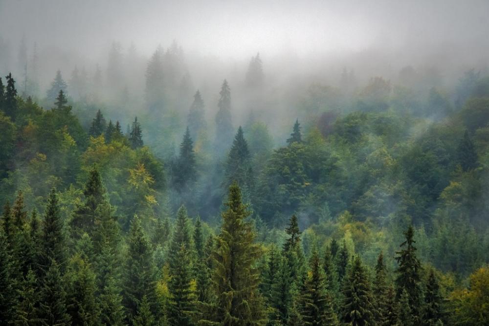 Landscape Nature Forest Fog Misty Pine Landscape Nature Forest Fog Misty Pine
