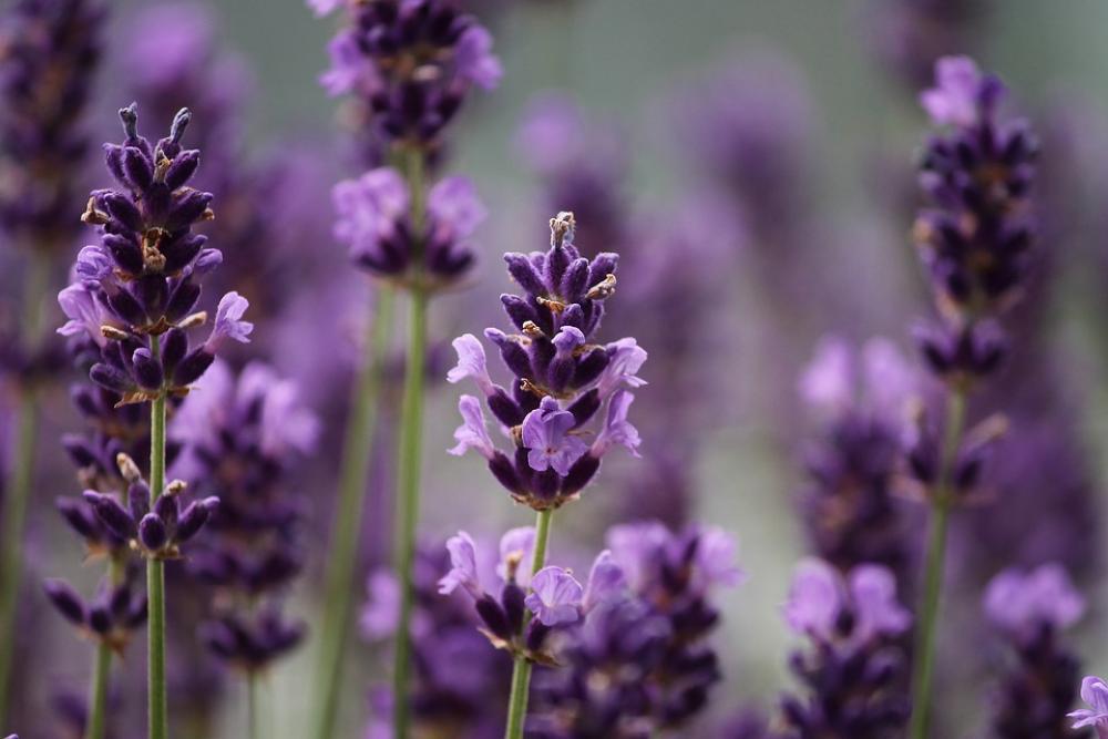 Lavender Purple Bloom Plant Flowers Nature Scent Lavender Purple Bloom Plant Flowers Nature Scent