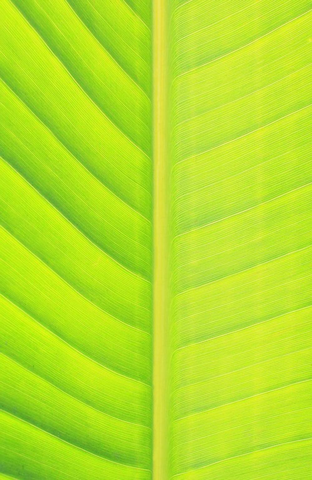 Leaf Green Nature Green Leaf Banana Leaf Spring