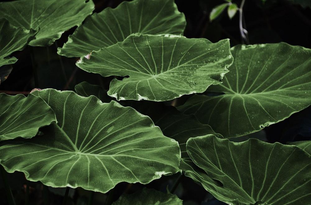 Leaf Leaves Colorful Green Macro Nature Leaf Leaves Colorful Green Macro Nature