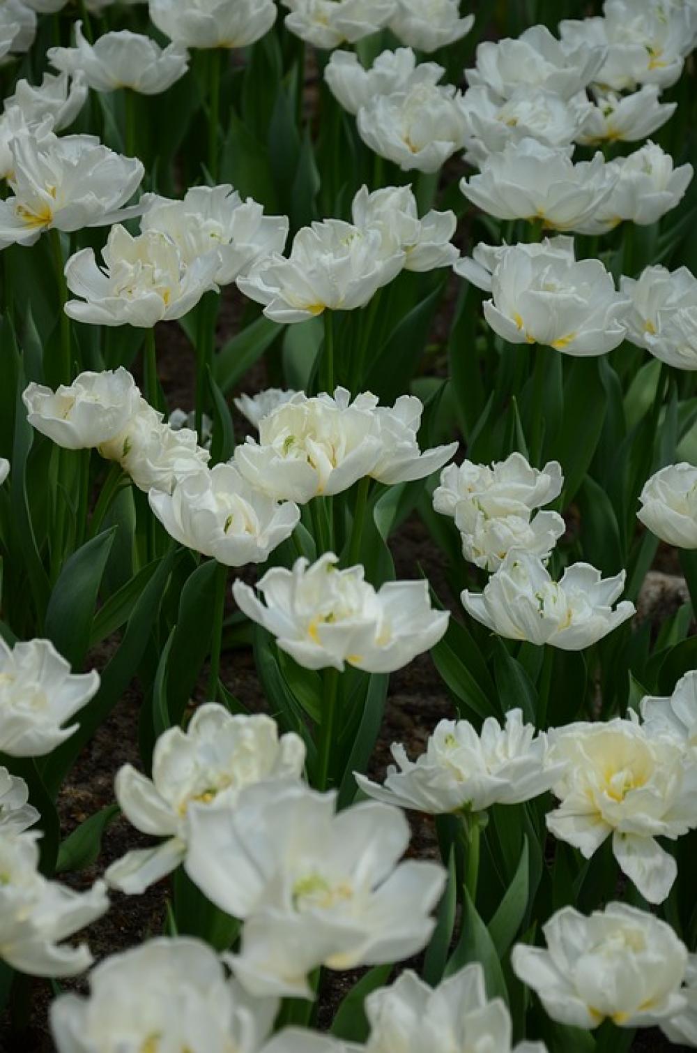 Leaf Flowers Garden Beautiful Spring Nature Plant Leaf Flowers Garden Beautiful Spring Nature Plant