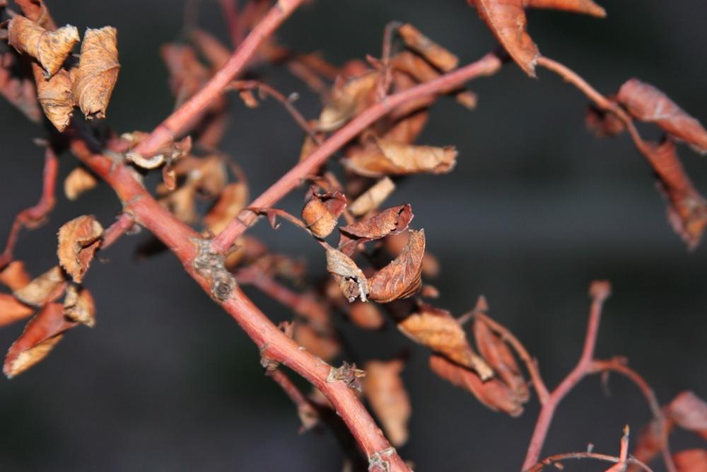 Leaf Branches Dead Autumn Nature Butterfly Leaf Branches Dead Autumn Nature Butterfly