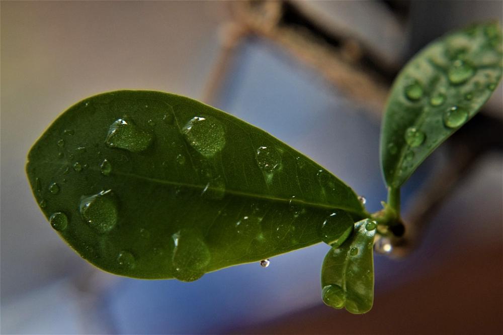 Leaf Rain Drops Dew Nature Water Leaves Green Leaf Rain Drops Dew Nature Water Leaves Green
