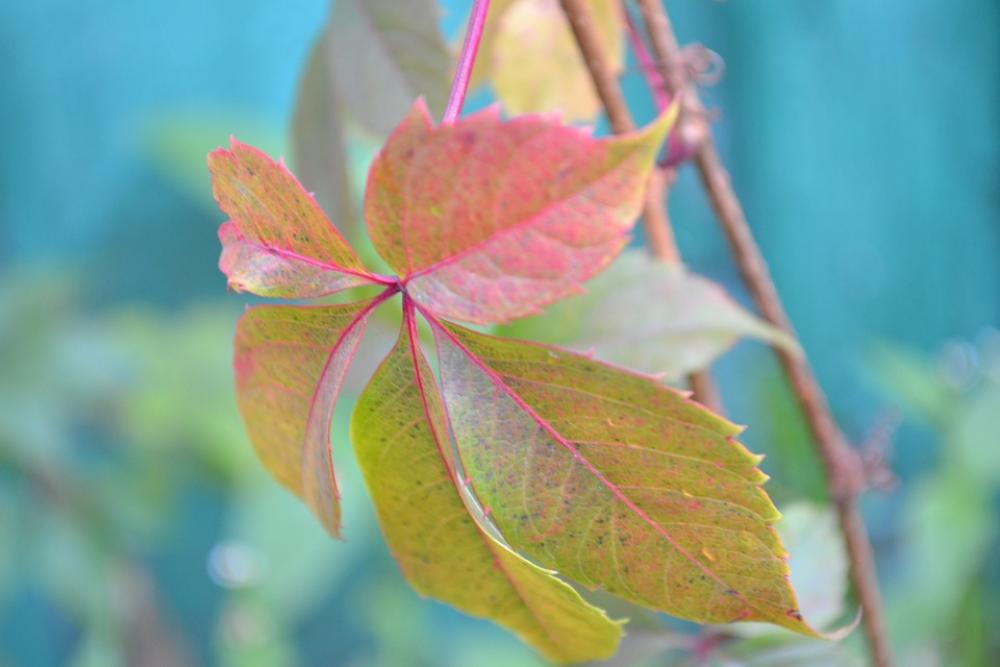 Leaf Grape Wine Nature Plant Leaf Grape Wine Nature Plant