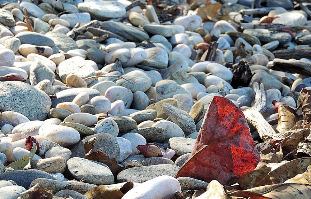 Leaf Red Rocks Sunlight Stone Beach Coastline Leaf Red Rocks Sunlight Stone Beach Coastline