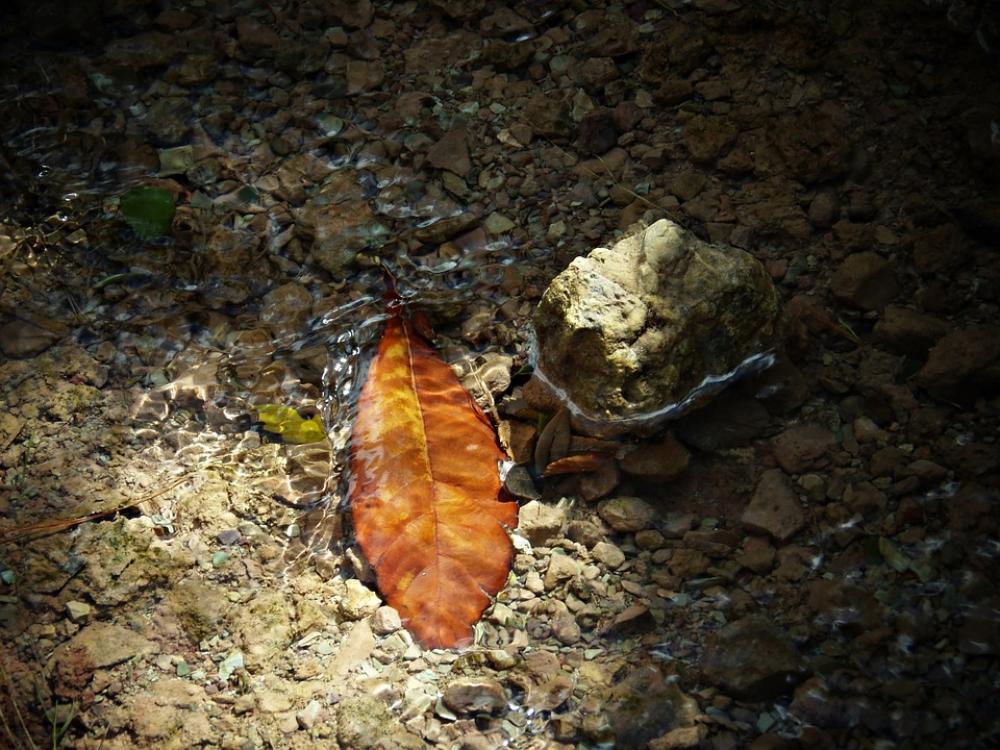 Leaf Water Sunset Autumn Nature Dry Reflection Leaf Water Sunset Autumn Nature Dry Reflection