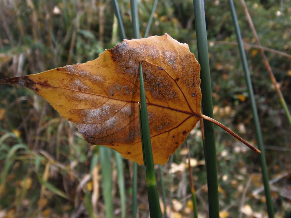 Leaf Autumn Hawthorn Balance Sunset Colors Leaf Autumn Hawthorn Balance Sunset Colors