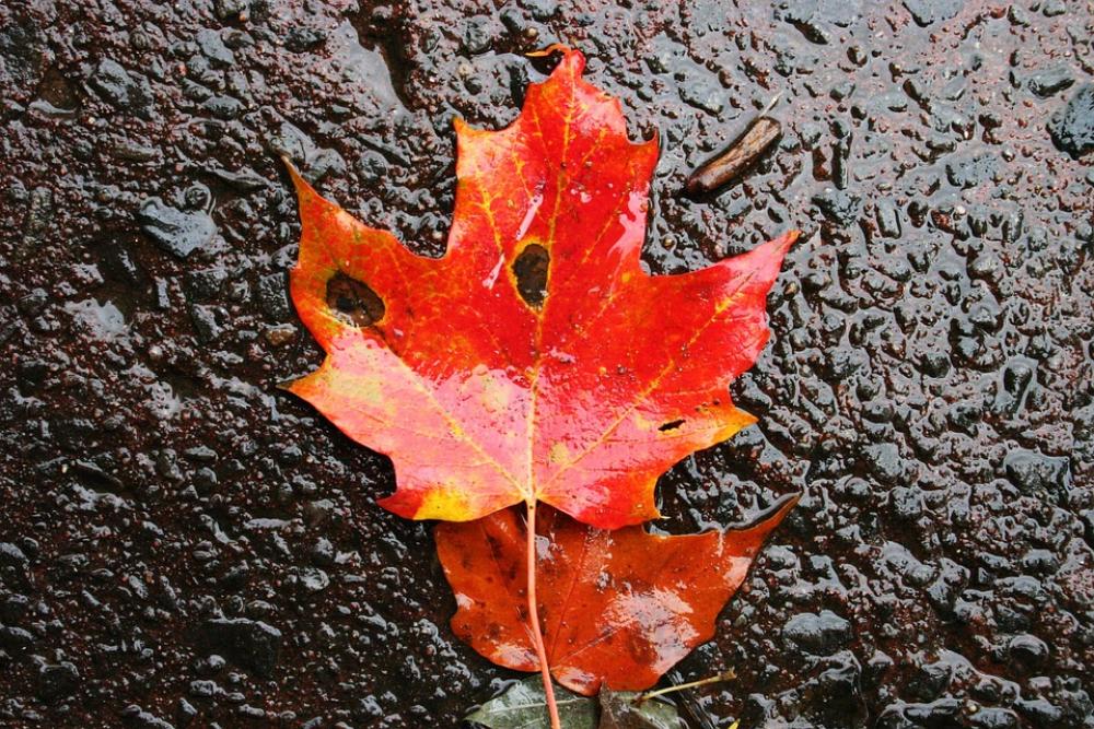 Leaf Maple Autumn Orange Color Bright Colorful Leaf Maple Autumn Orange Color Bright Colorful