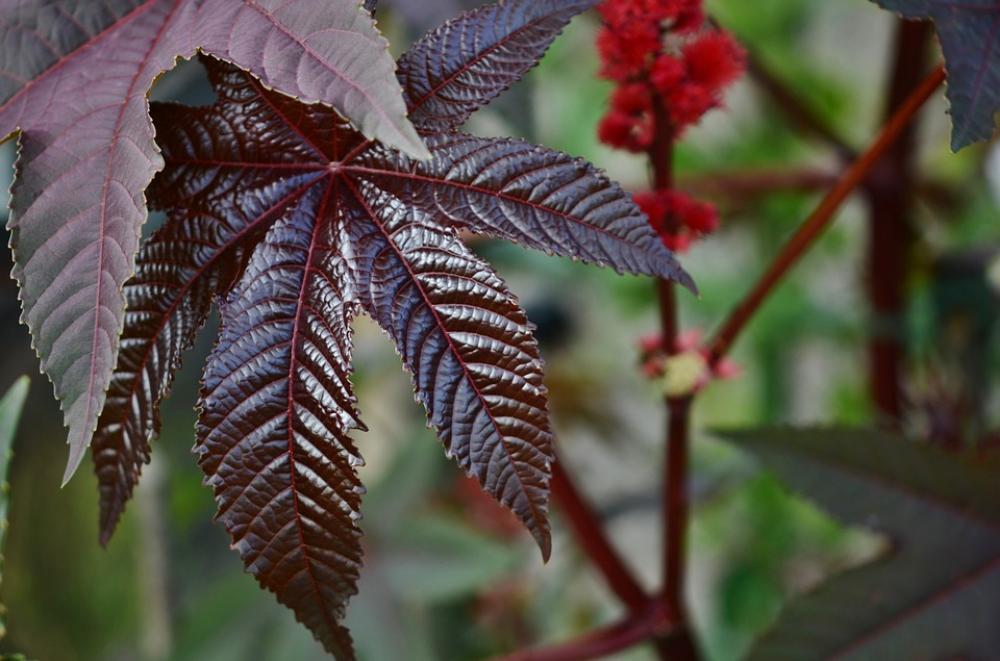 Leaf Green Nature Plant Summer Garden Flora Leaf Green Nature Plant Summer Garden Flora
