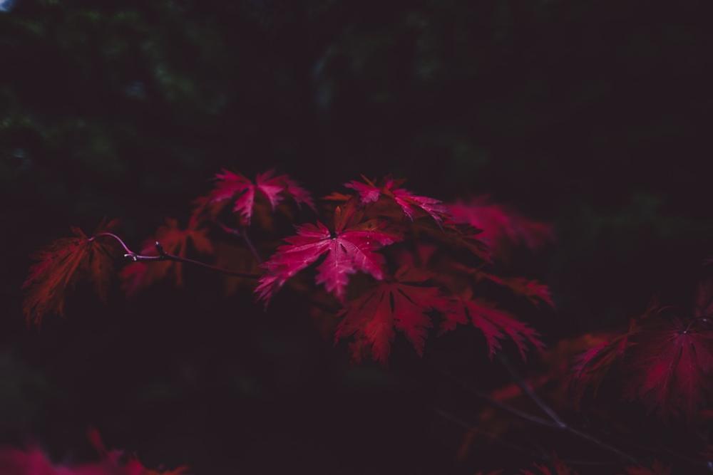 Leaves Autumn Purple Fall Season Dark Fall Leaves Leaves Autumn Purple Fall Season Dark Fall Leaves