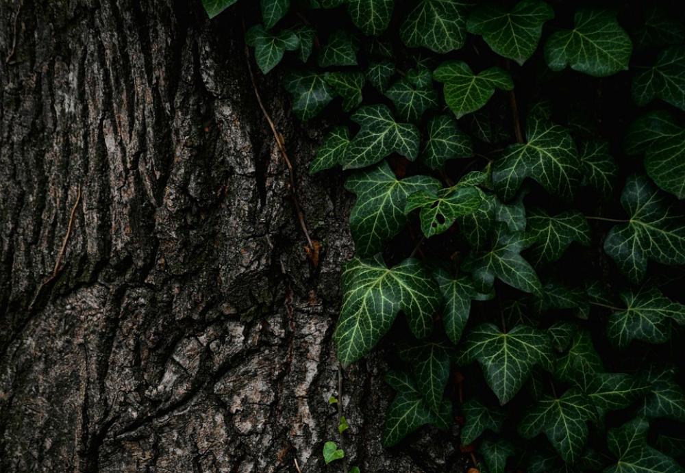 Leaves Nature Plant Tree Trunk Leaves Nature Plant Tree Trunk