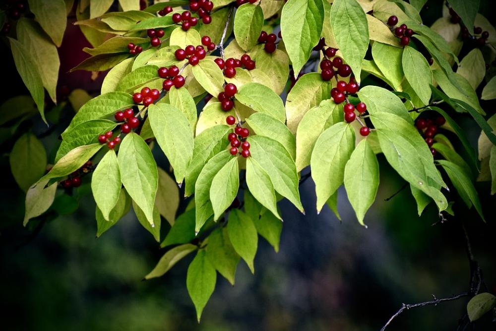 Leaves Autumn Tree Colors Nature Forest Colorful Leaves Autumn Tree Colors Nature Forest Colorful