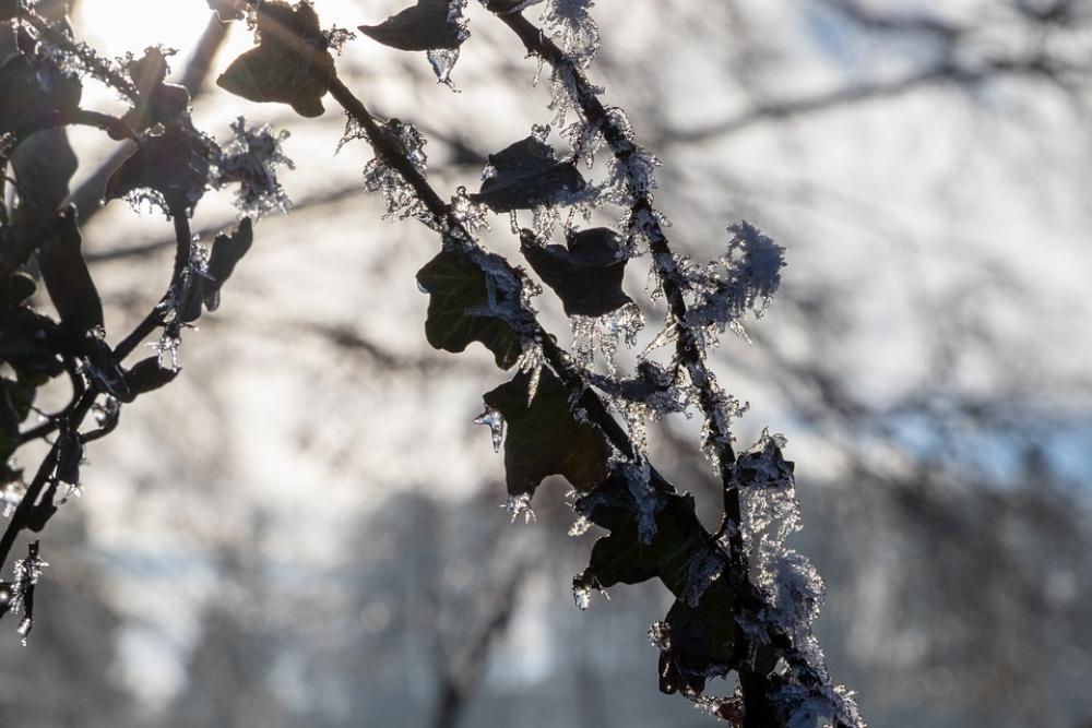 Leaves Ice Frost Frozen Winter Nature Leaves Ice Frost Frozen Winter Nature