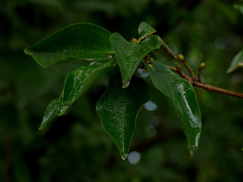 Leaves Green Nature Plant Environment Plants Tree Leaves Green Nature Plant Environment Plants Tree
