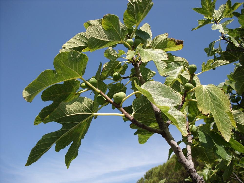 Leaves Green Tree Figue Leaves Green Tree Figue