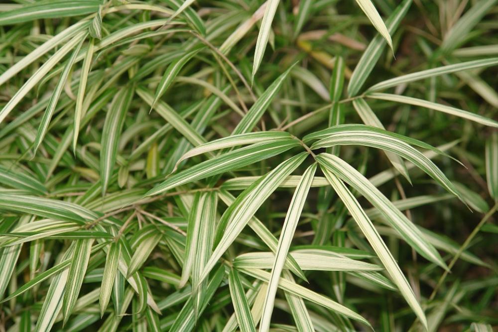 Leaves Star Leaf Green Natural Branch Nature Leaves Star Leaf Green Natural Branch Nature